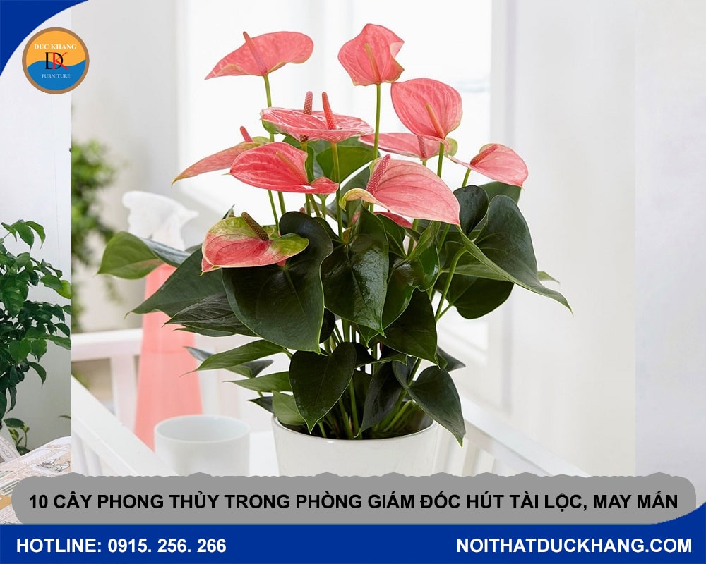 10 cây phong thủy trong phòng giám đốc hút tài lộc, may mắn - Cây Hồng Môn