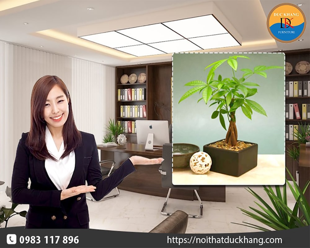 10 cây phong thủy phòng giám đốc hút tài lộc, vận may