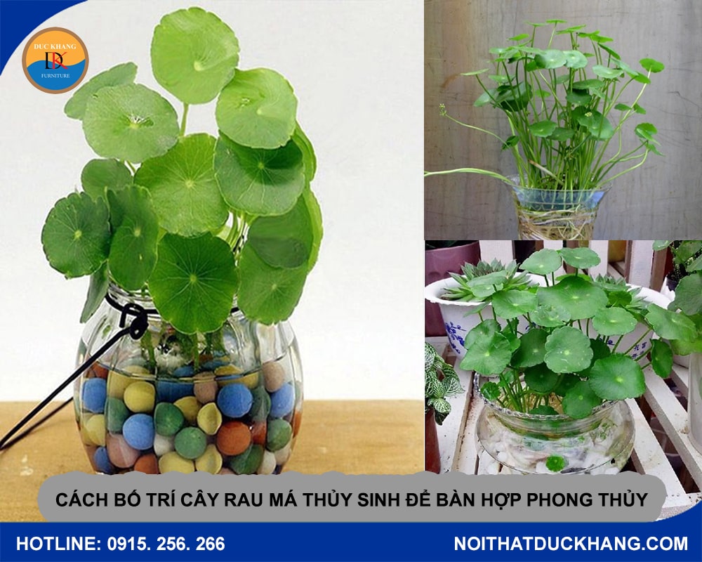 Cách bố trí cây rau má thủy sinh để bàn hợp phong thủy