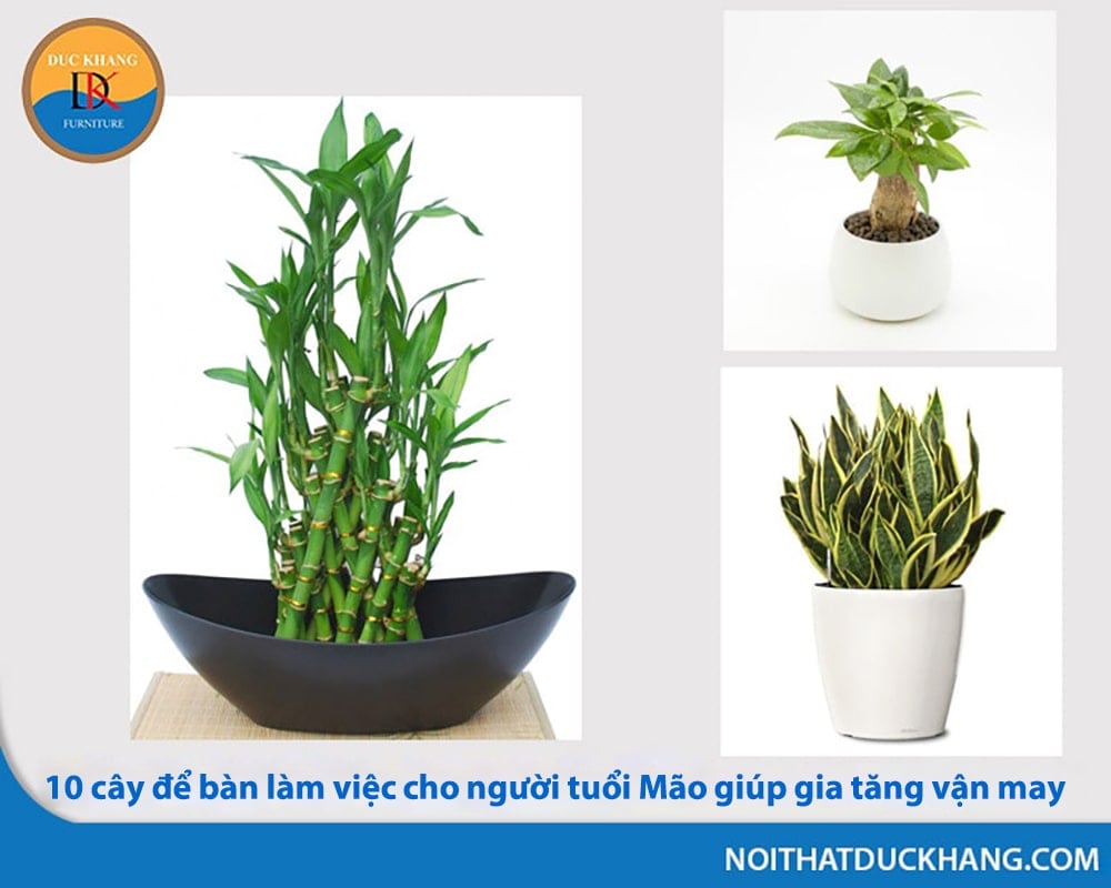 10 cây để bàn làm việc cho người tuổi Mão giúp gia tăng vận may