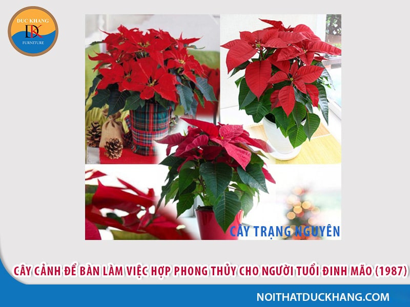 Cây để bàn làm việc cho người tuổi Mão - Đinh Mão (1987) Cây để bàn làm việc cho người tuổi Mão - Đinh Mão (1987)