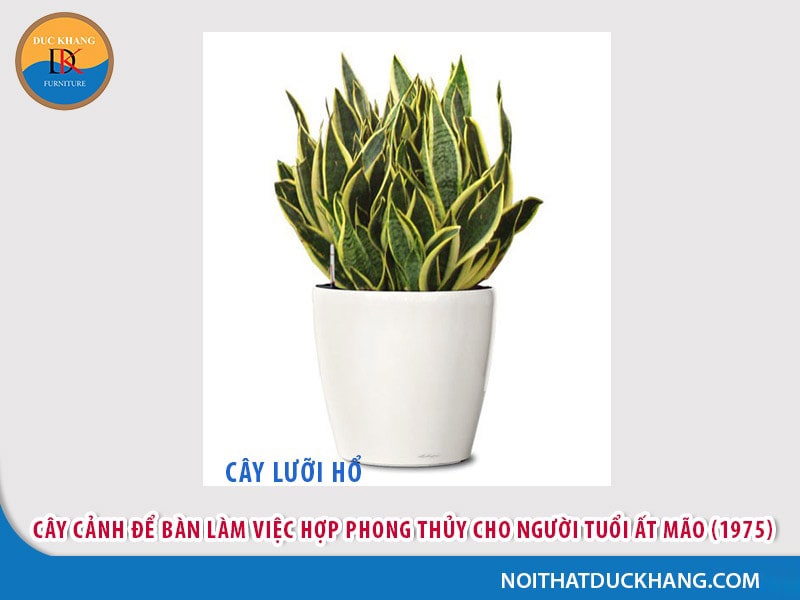 Cây để bàn làm việc cho người tuổi Mão - Ất Mão (1975) Cây để bàn làm việc cho người tuổi Mão - Ất Mão (1975)