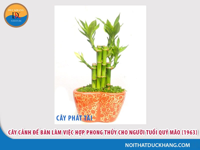 Cây để bàn làm việc cho người tuổi Mão - Quý Mão (1963) Cây để bàn làm việc cho người tuổi Mão - Quý Mão (1963)