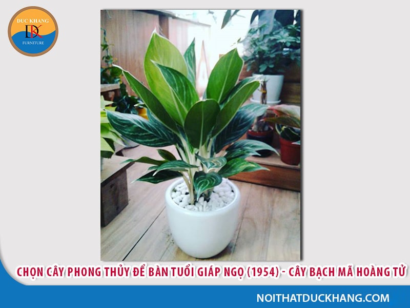 Cây để bàn làm việc tuổi Ngọ - Giáp Ngọ 1954 Cây để bàn làm việc tuổi Ngọ - Giáp Ngọ 1954