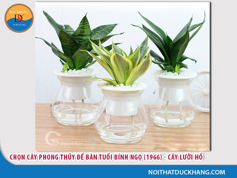 Cây để bàn làm việc tuổi Ngọ - Bính Ngọ 1966 Cây để bàn làm việc tuổi Ngọ - Bính Ngọ 1966