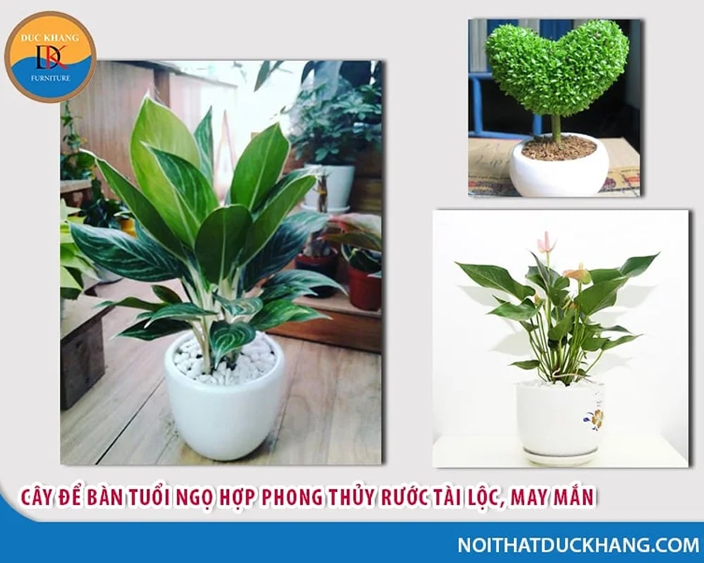 15 cây để bàn làm việc tuổi Ngọ hợp phong thủy