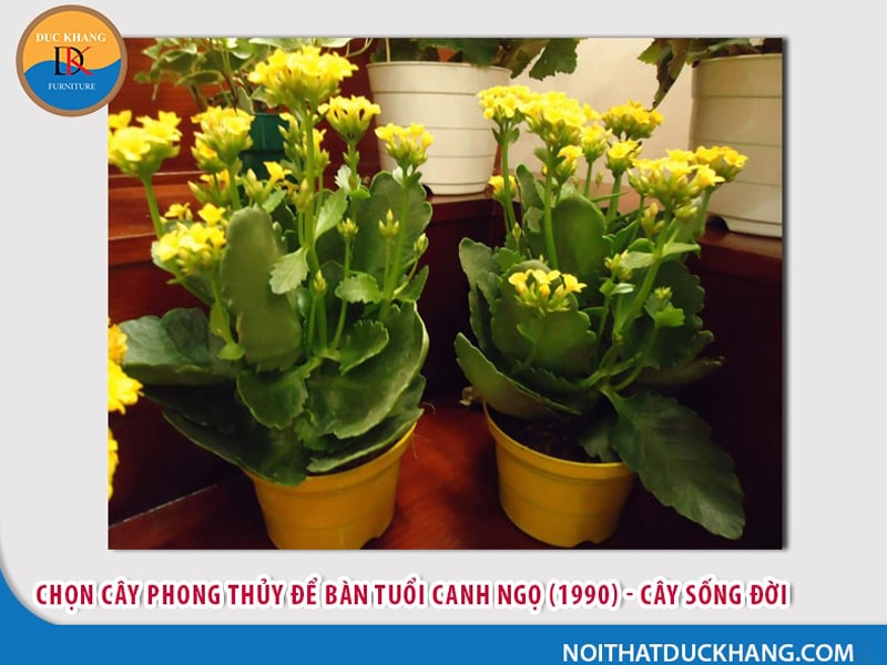 Cây để bàn làm việc tuổi Ngọ - Canh Ngọ 1990 Cây để bàn làm việc tuổi Ngọ - Canh Ngọ 1990