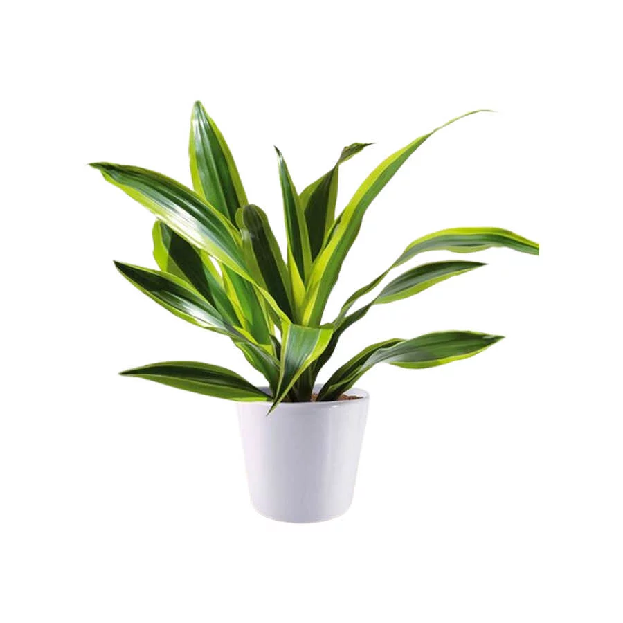 Cây thiết mộc lan để bàn