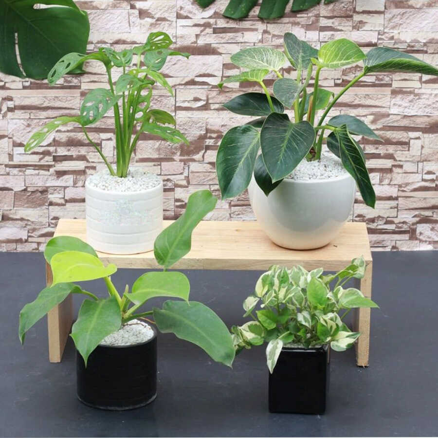 Cây đại đế vương để bàn