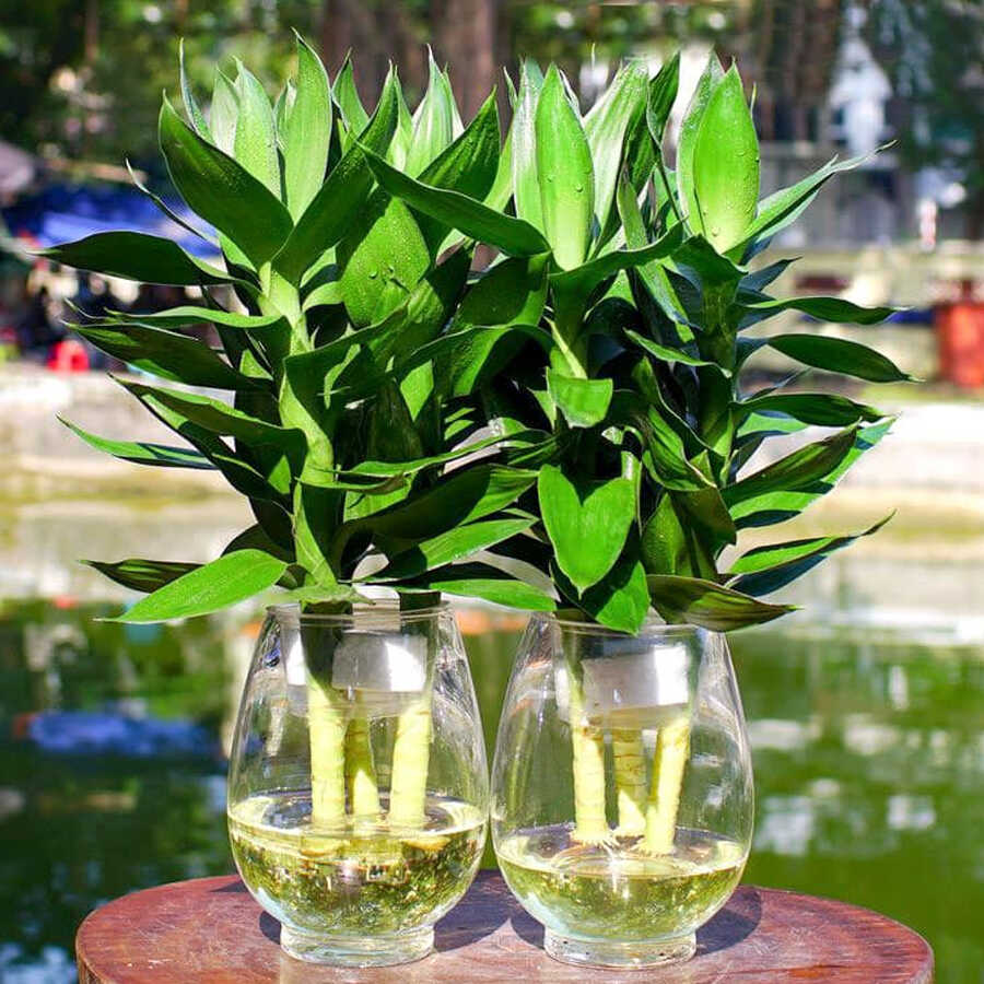 Cây Phất lộc để bàn