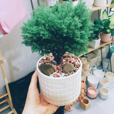 Cây Tuyết tùng để bàn