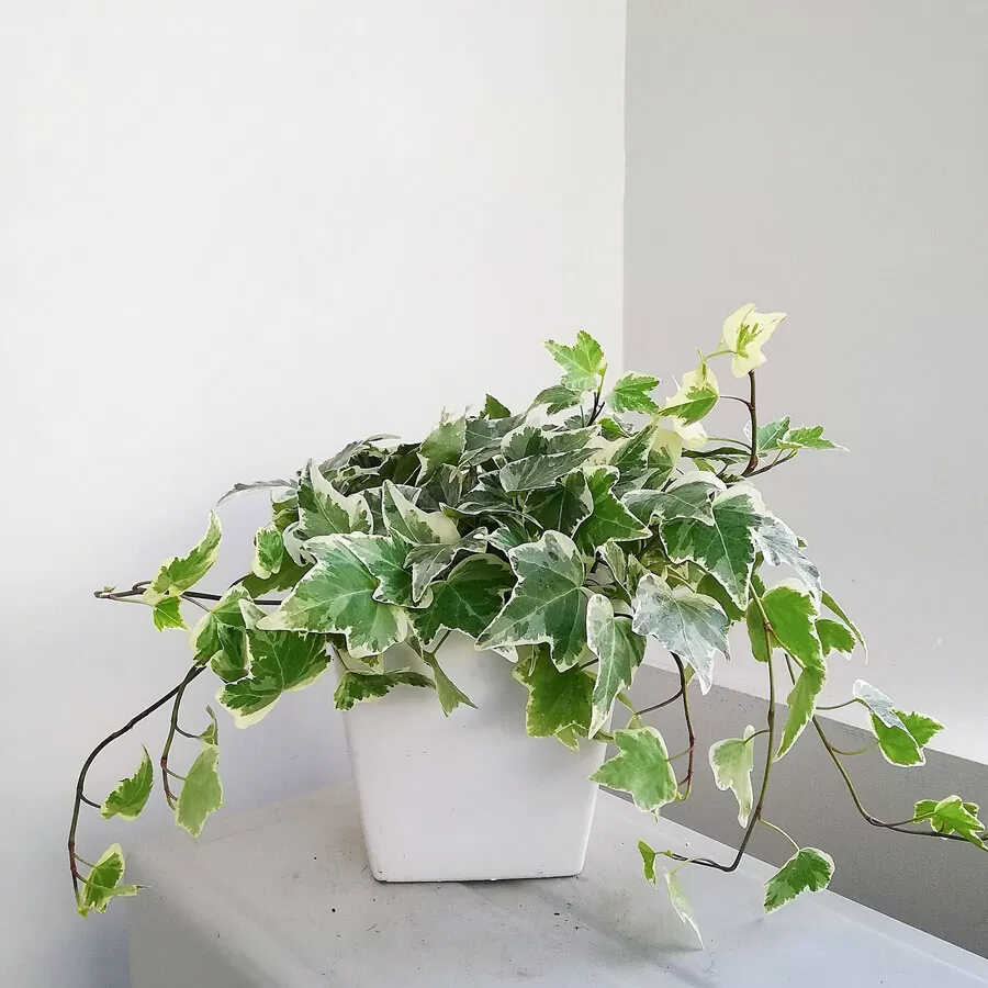 Cây Thường xuân để bàn