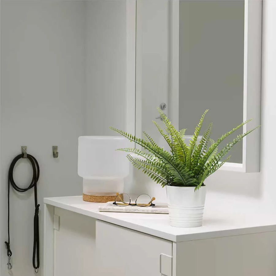 Cây Dương xỉ để bàn