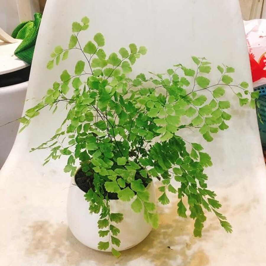 Cây tóc thần vệ nữ để bàn