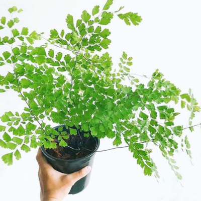 Cây tóc thần vệ nữ để bàn