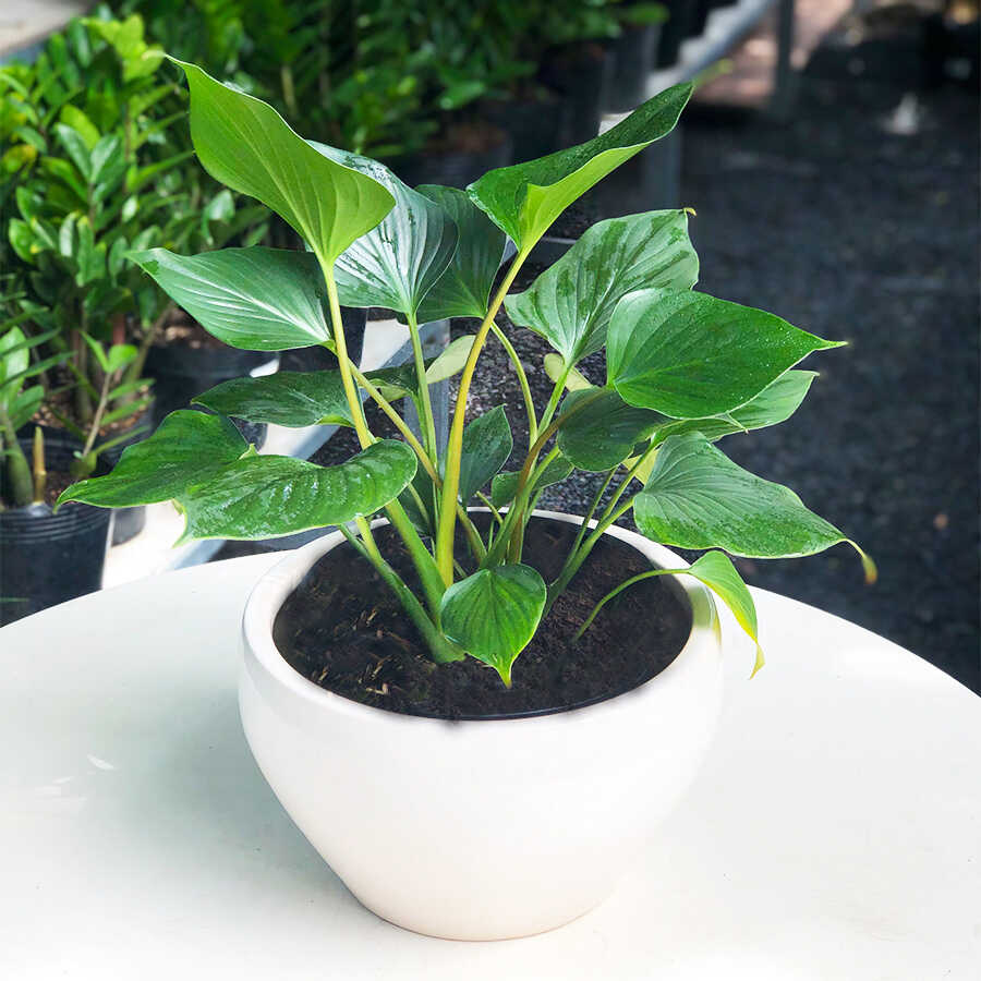 Cây Thanh tâm để bàn