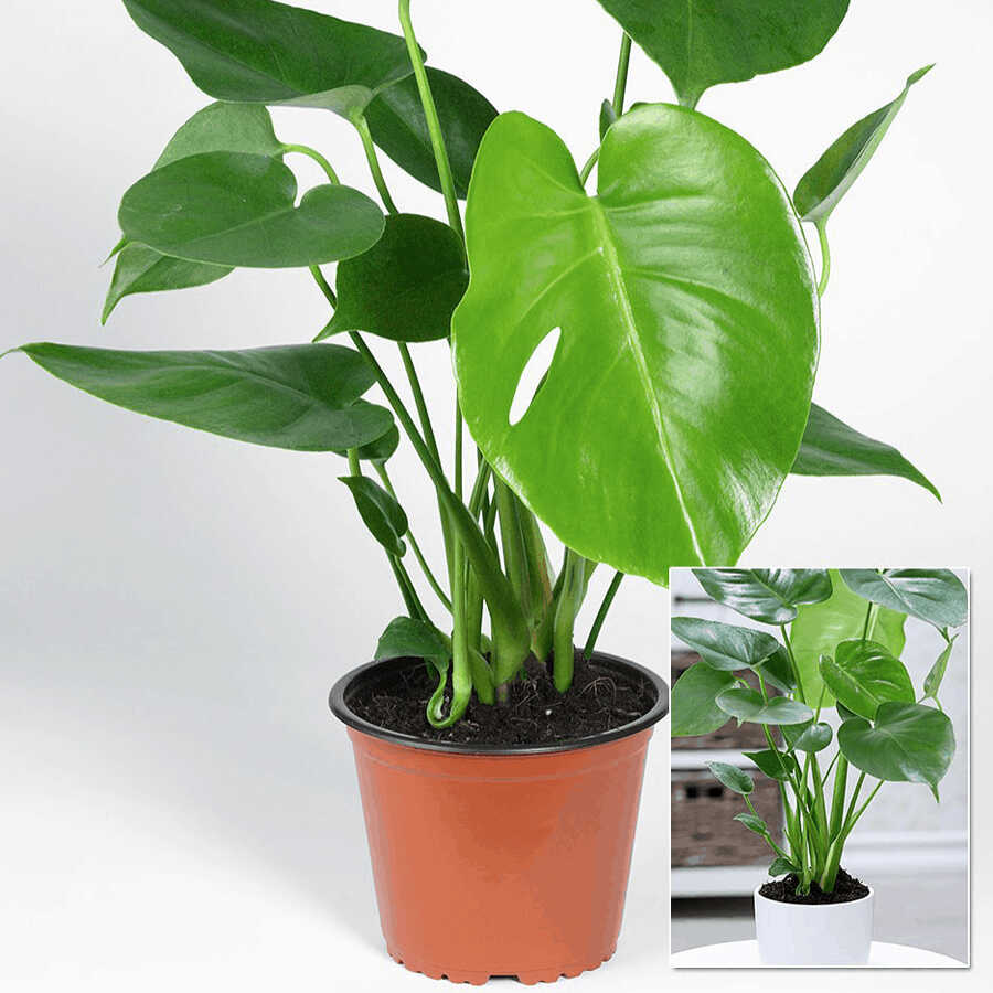 Cây Tai Phật để bàn