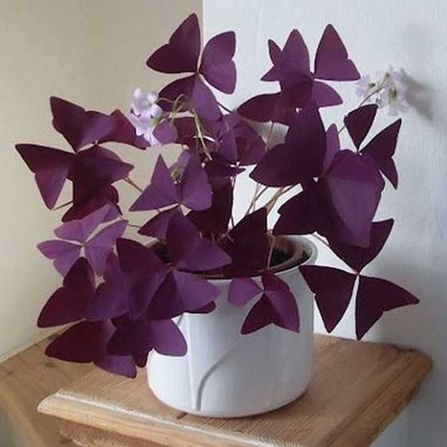 Cây Bướm đêm để bàn