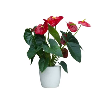 Cây Saphia (Hồng Diệp Môn) để bàn Cây Saphia (Hồng Diệp Môn) để bàn