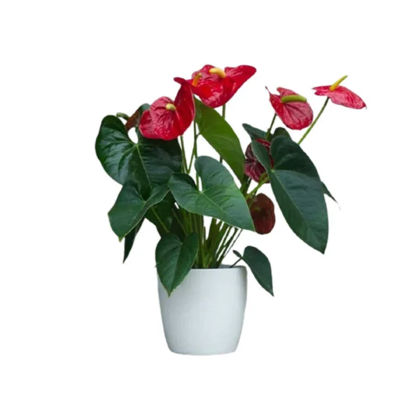 Cây Saphia (Hồng Diệp Môn) để bàn Cây Saphia (Hồng Diệp Môn) để bàn