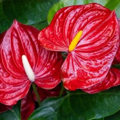 Cây Saphia (Hồng Diệp Môn) để bàn Cây Saphia (Hồng Diệp Môn) để bàn