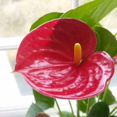 Cây Saphia (Hồng Diệp Môn) để bàn Cây Saphia (Hồng Diệp Môn) để bàn