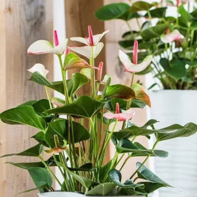 Cây Saphia (Hồng Diệp Môn) để bàn Cây Saphia (Hồng Diệp Môn) để bàn
