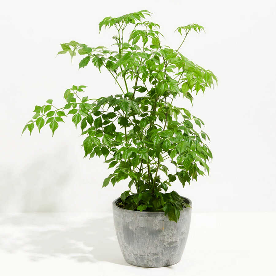 Cây Hạnh phúc để bàn