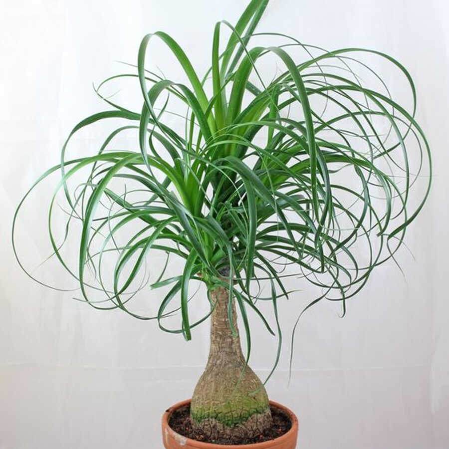 Cây Lan bình rượu để bàn