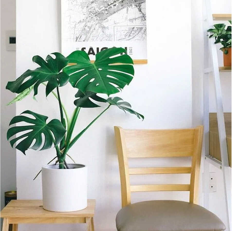 Cây Trầu bà lá xẻ để bàn