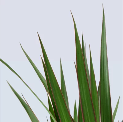 Cây Phát tài núi để bàn