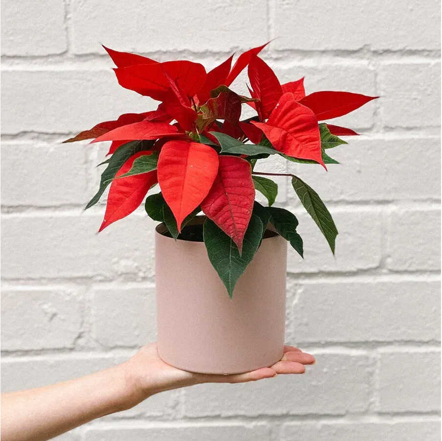 Cây Trạng nguyên để bàn