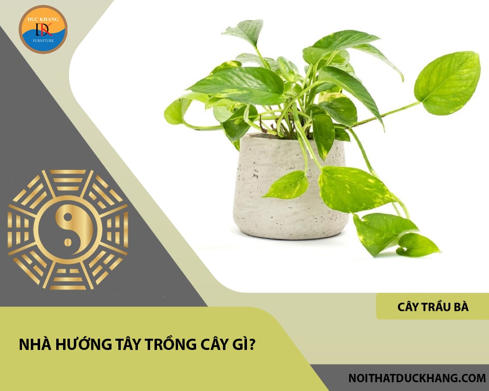 Nhà hướng tây trồng cây gì?