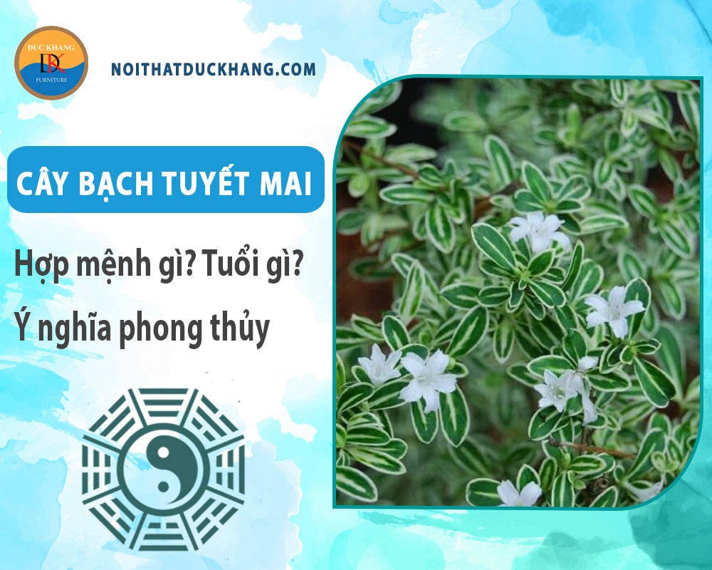 Cây bạch tuyết mai hợp mệnh gì? Tuổi gì? Ý nghĩa phong thủy