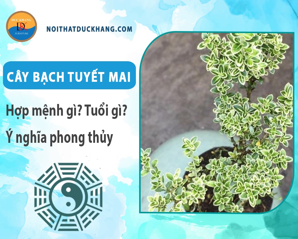 Cây bạch tuyết mai hợp mệnh gì? Tuổi gì? Ý nghĩa phong thủy