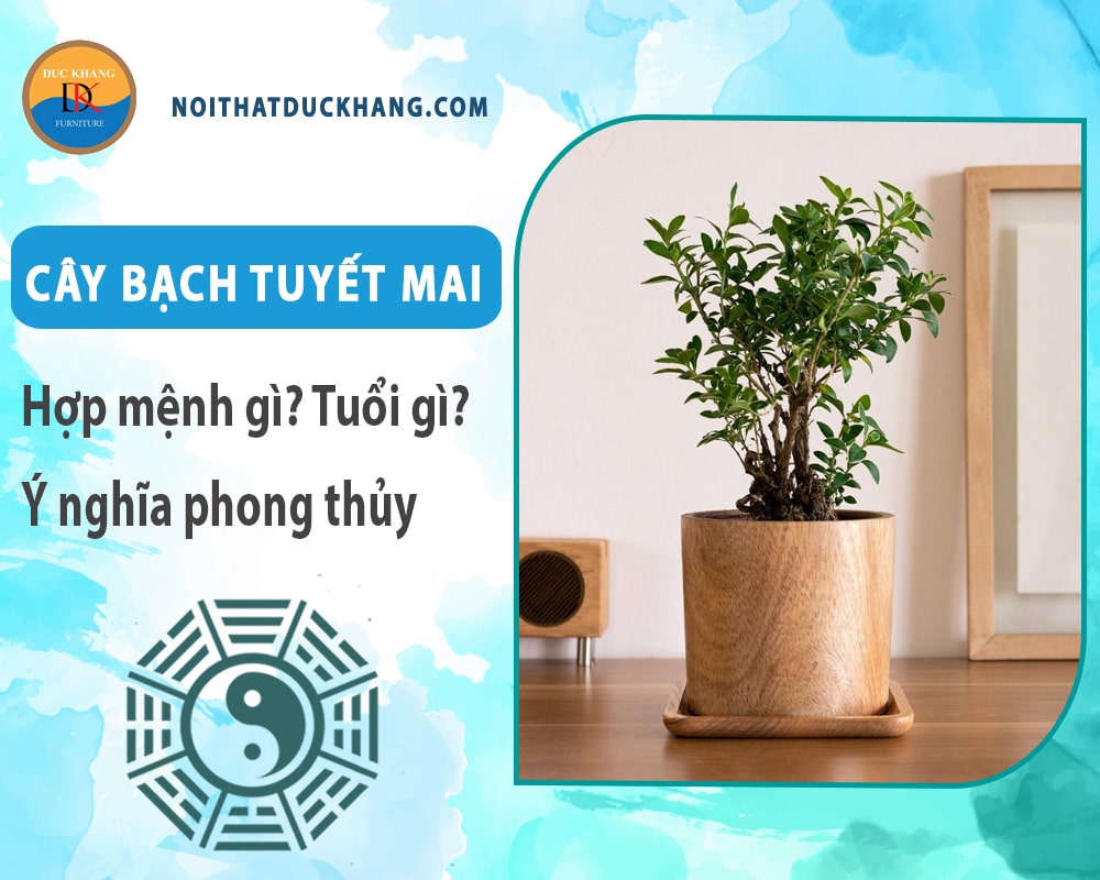 Cây bạch tuyết mai hợp mệnh gì? Tuổi gì? Ý nghĩa phong thủy