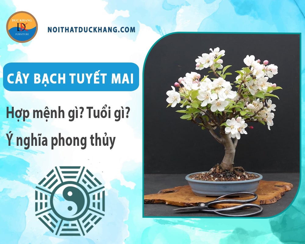 Cây bạch tuyết mai hợp mệnh gì? Tuổi gì? Ý nghĩa phong thủy