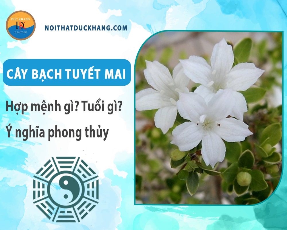 Cây bạch tuyết mai hợp mệnh gì? Tuổi gì? Ý nghĩa phong thủy