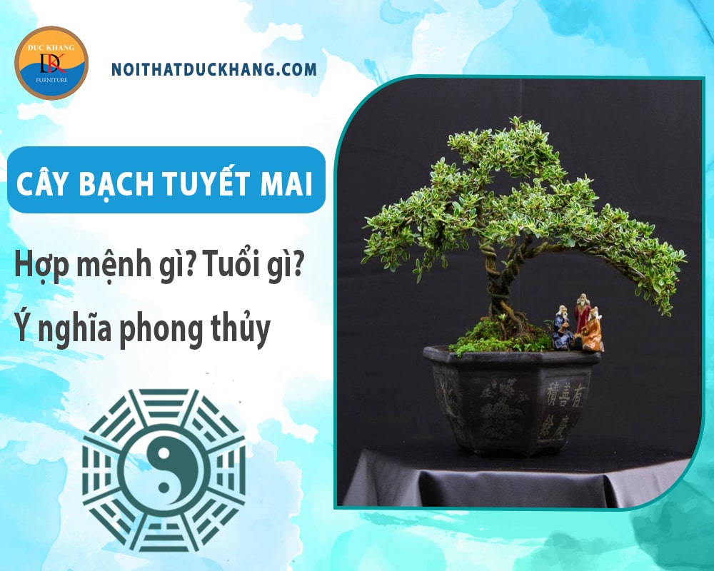 Cây bạch tuyết mai hợp mệnh gì? Tuổi gì? Ý nghĩa phong thủy