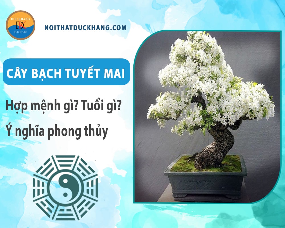 Cây bạch tuyết mai hợp mệnh gì? Tuổi gì? Ý nghĩa phong thủy