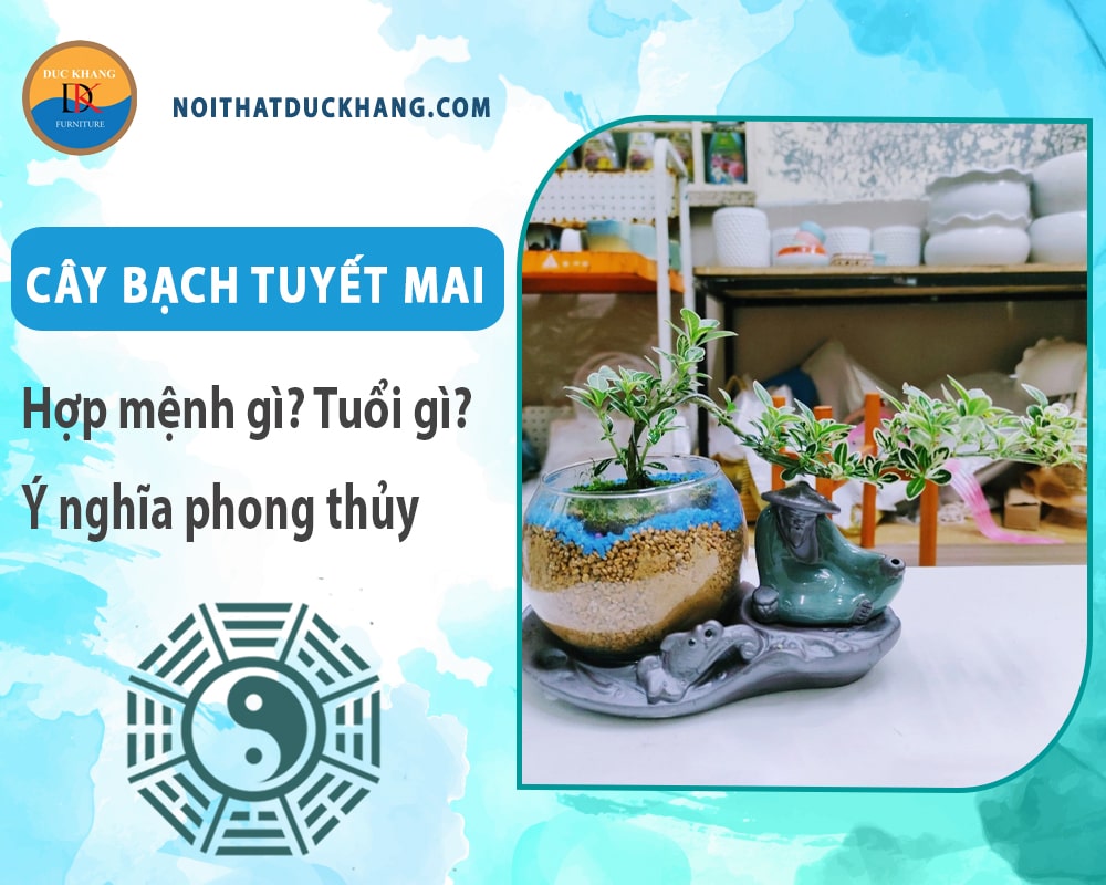 Cây bạch tuyết mai hợp mệnh gì? Tuổi gì? Ý nghĩa phong thủy