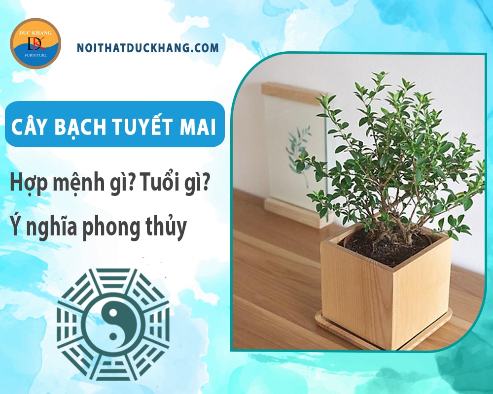 Cây bạch tuyết mai hợp mệnh gì? Tuổi gì? Ý nghĩa phong thủy