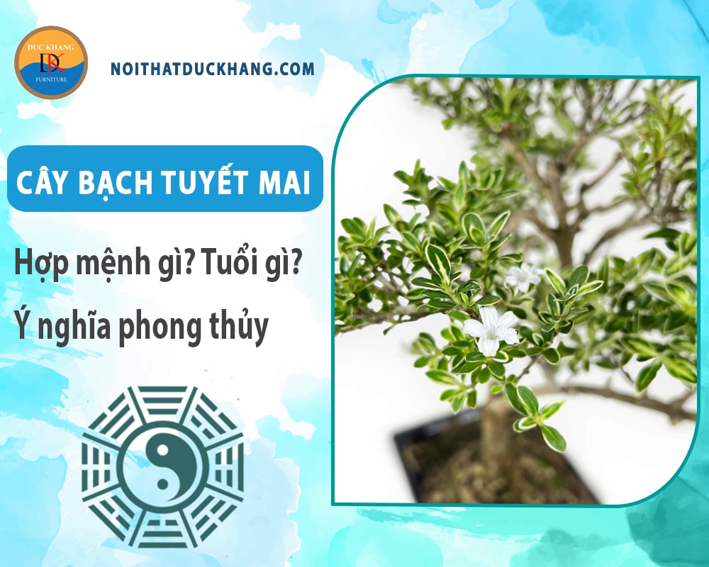 Cây bạch tuyết mai hợp mệnh gì? Tuổi gì? Ý nghĩa phong thủy