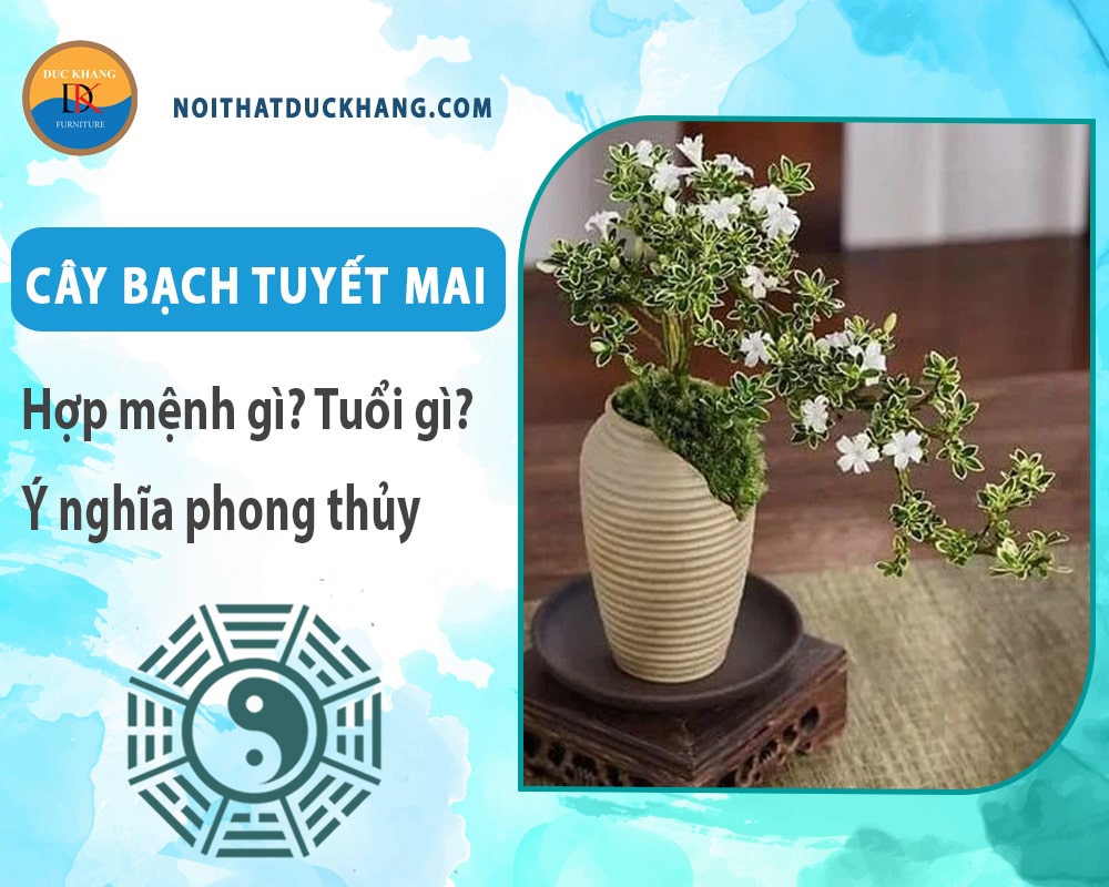 Cây bạch tuyết mai hợp mệnh gì? Tuổi gì? Ý nghĩa phong thủy