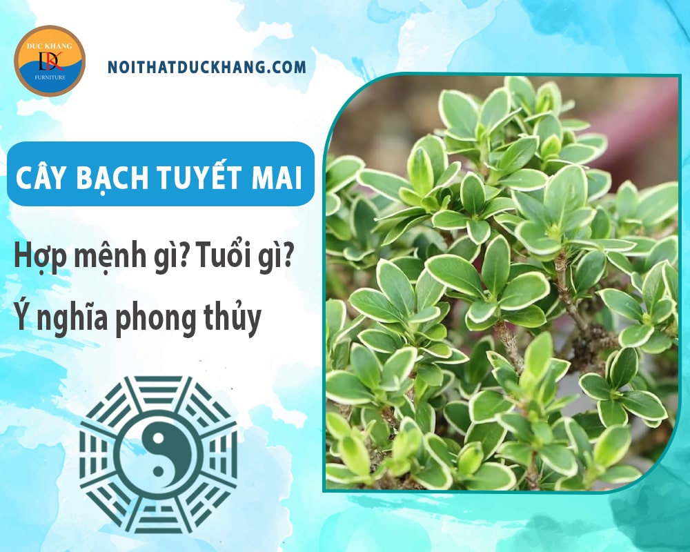 Cây bạch tuyết mai hợp mệnh gì? Tuổi gì? Ý nghĩa phong thủy