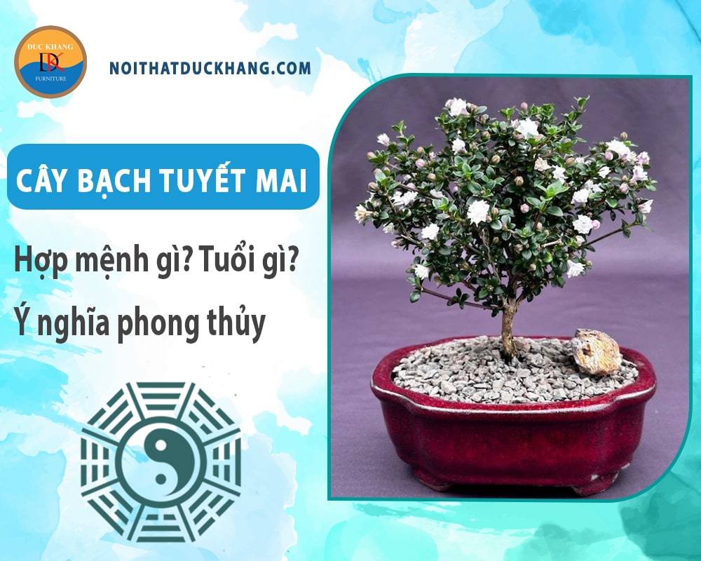 Cây bạch tuyết mai hợp mệnh gì? Tuổi gì? Ý nghĩa phong thủy