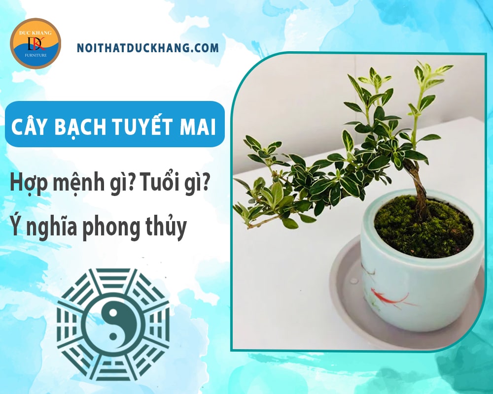 Cây bạch tuyết mai hợp mệnh gì? Tuổi gì? Ý nghĩa phong thủy