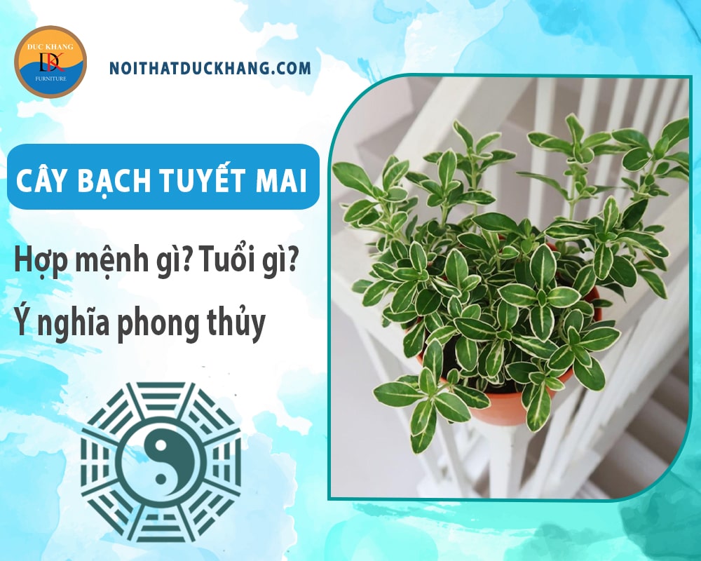 Cây bạch tuyết mai hợp mệnh gì? Tuổi gì? Ý nghĩa phong thủy