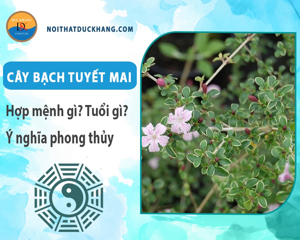 Cây bạch tuyết mai hợp mệnh gì? Tuổi gì? Ý nghĩa phong thủy