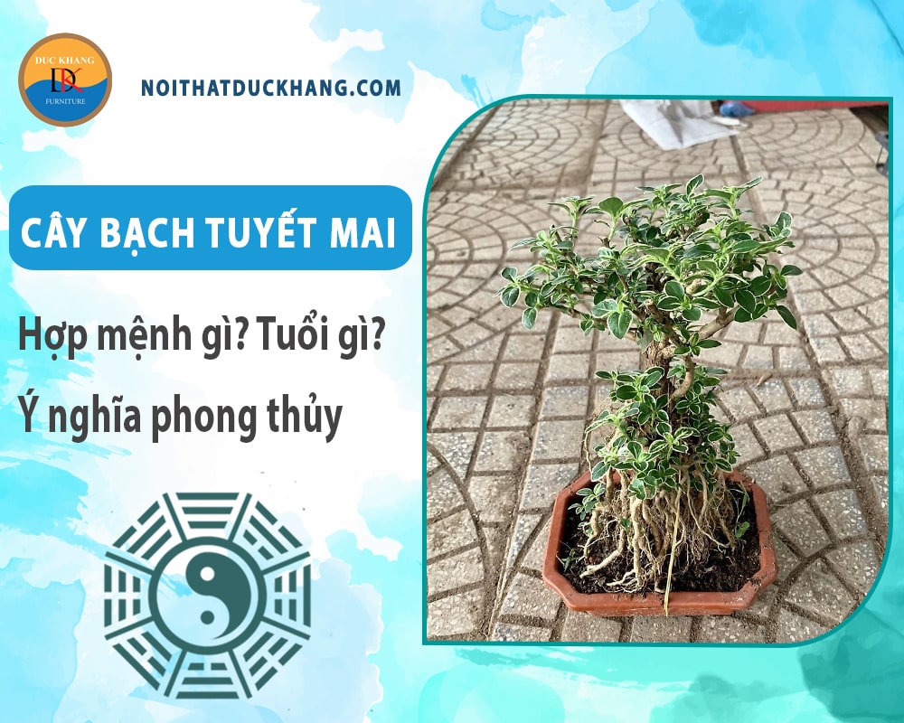 Cây bạch tuyết mai hợp mệnh gì? Tuổi gì? Ý nghĩa phong thủy